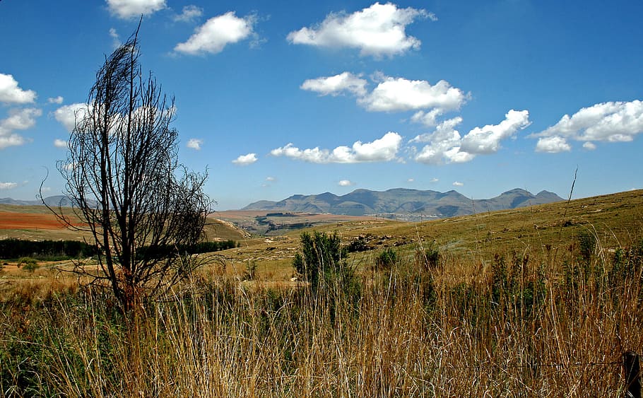 mountain landscape, mountains, fields, grassland, tree, dead HD wallpaper