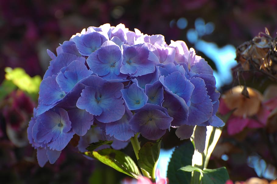 hydrangea, light, blue, nature, close up view, blossom, bloom HD wallpaper
