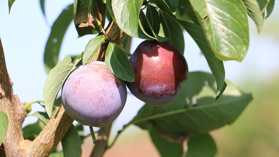 plum, fruit, red plums, healthy eating, food and drink, leaf HD wallpaper