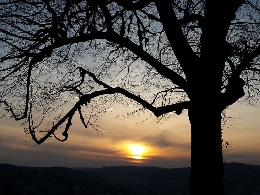 tree, sunset, evening, silhouette, sky, scenics - nature, beauty in nature HD wallpaper