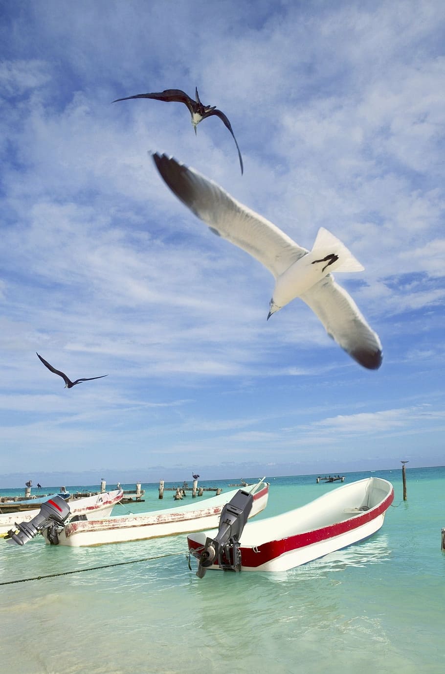 seagull, sky, flying, bird, nature, nautical Vessel, blue, beach HD wallpaper