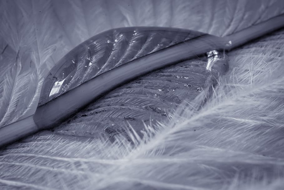 strauss spring, drip, feather, close, macro, background, drop of water HD wallpaper