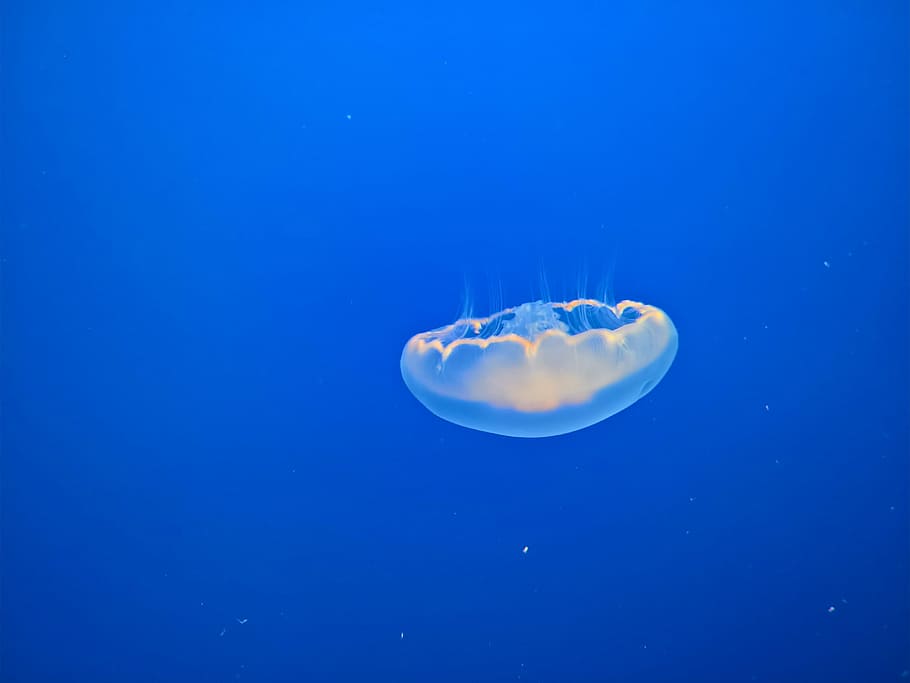 Jellyfish, Ocean, Marine, Fish, underwater, swimming, sea life HD wallpaper
