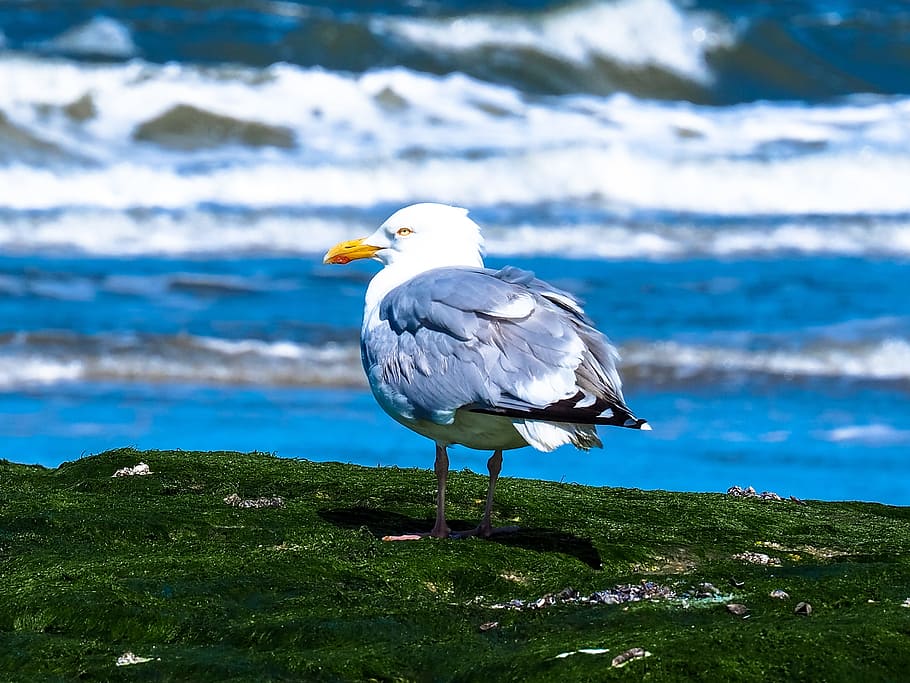 seagull, wave, sitting, bird, birds, rock, ocean, rest, water bird HD wallpaper
