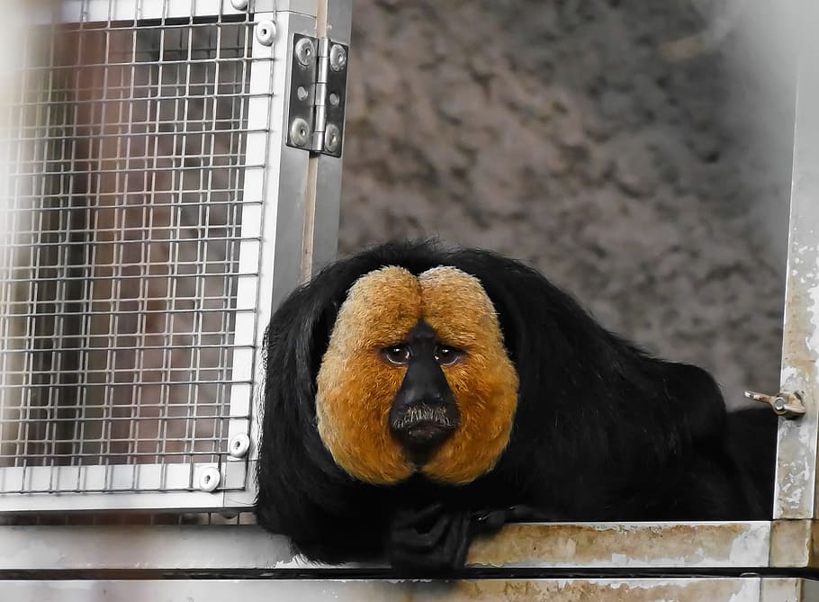 brown and black animal in cage, monkey, weisskopfsaki, monkey portrait, HD wallpaper