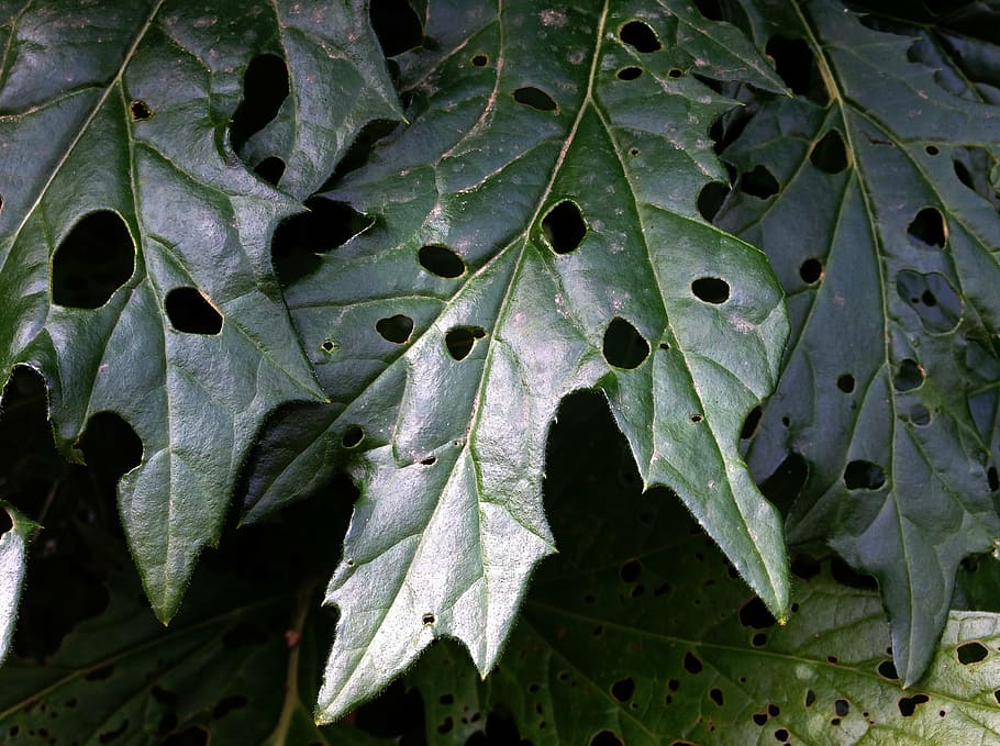 acanthus leaf, perforated sheet, green leaf, plant part, growth HD wallpaper