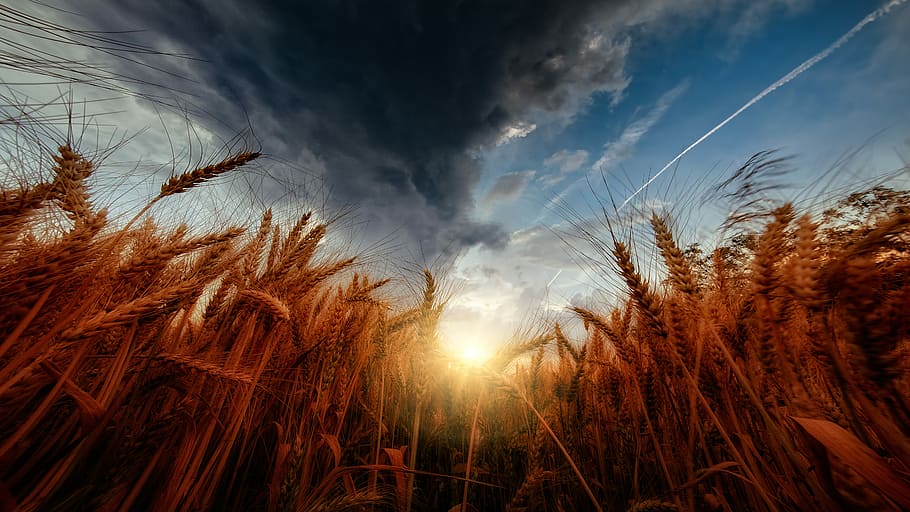 After the storm, low angle photography of wheat field, dramatic sky, HD wallpaper