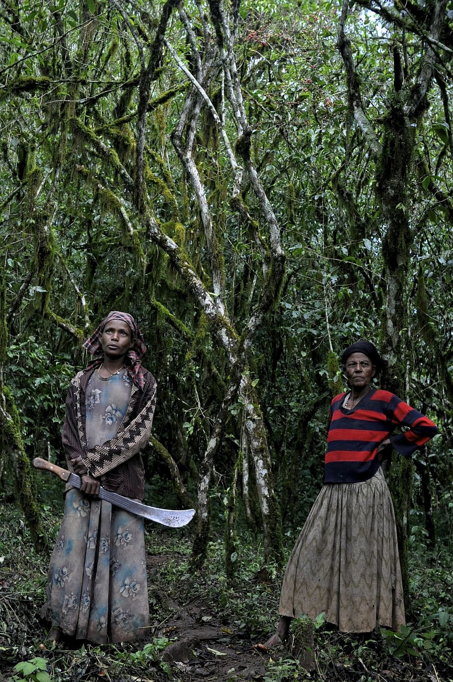 ethio, coffee, farm, tree, plant, two people, forest, nature HD wallpaper