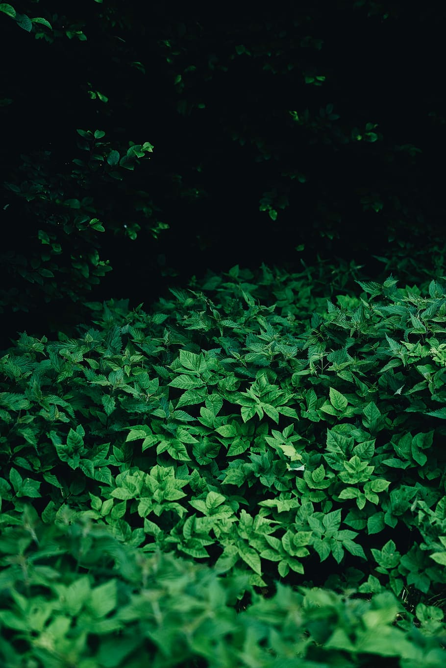 green leafed plant, foliage, forest, leaves, plant part, green color HD wallpaper