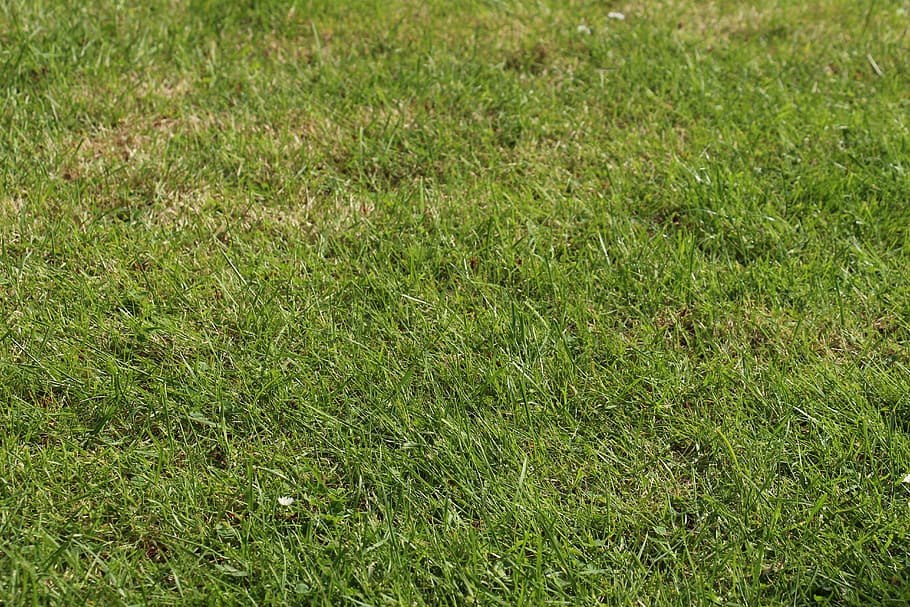 rush, meadow, summer, spring, background, green, grass, grass green HD wallpaper