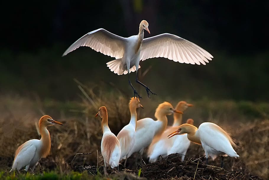 flock of long-beak birds, asian openbill, vole, bittern, white, HD wallpaper