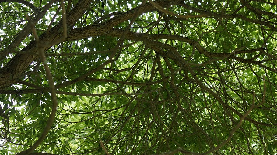 foliage, silver willow, deciduous tree, nature, forest, leaf HD wallpaper