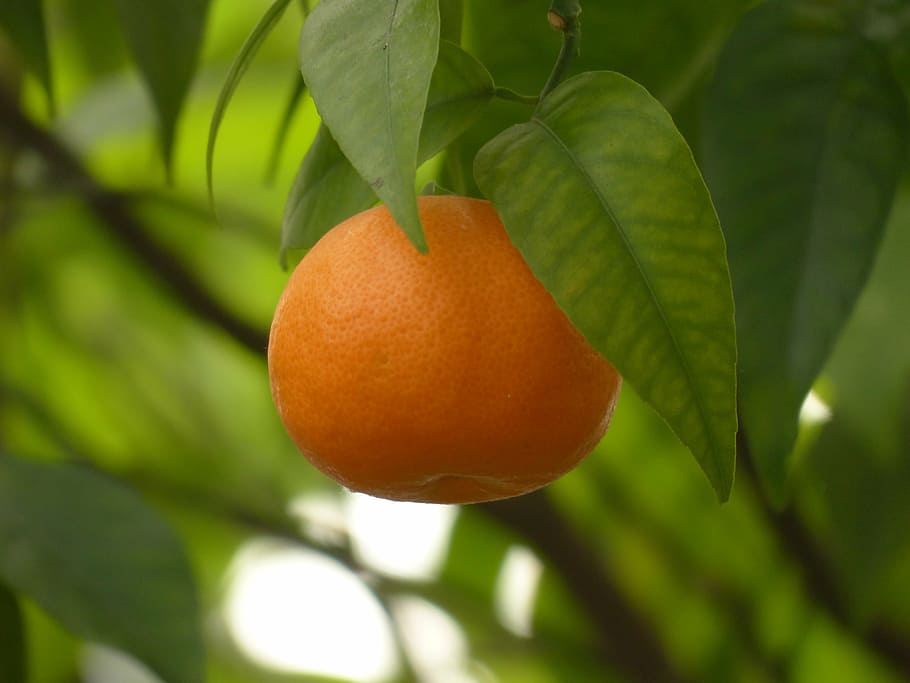 orange fruit in closeup photography, mandarin, tree, healthy HD wallpaper