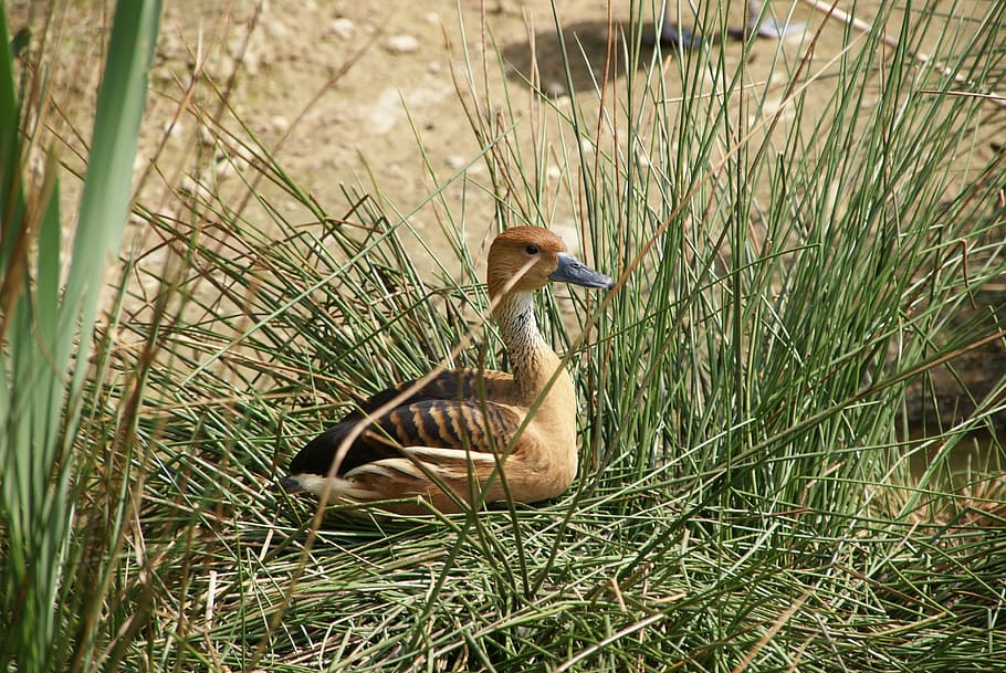 animal, duck, bird, grass, plant, nature, day, field, no people HD wallpaper