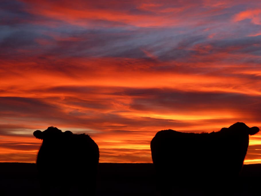 sunset, dawn, dusk, evening, silhouette, sky, cloud - sky, animal themes HD wallpaper