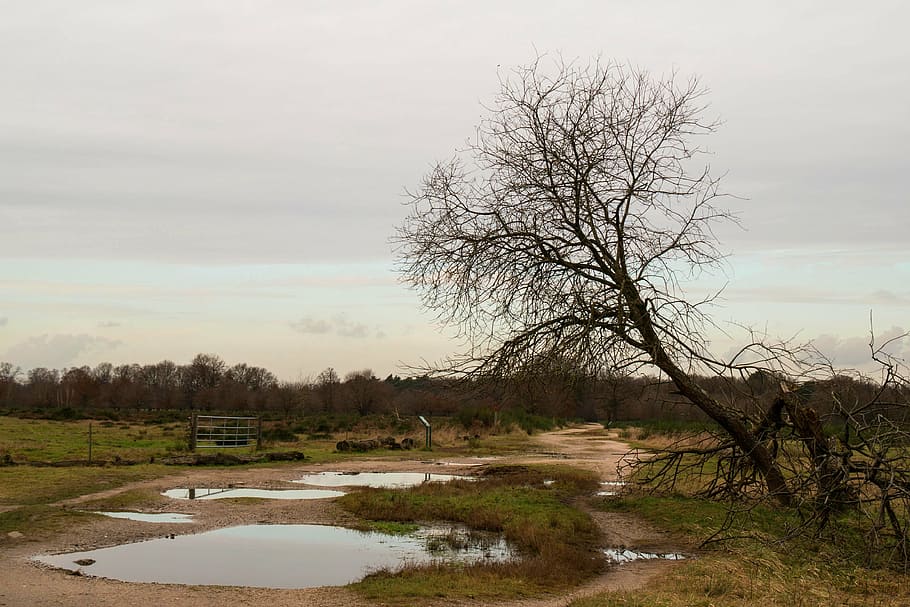 heide, tree, puddle, nature reserve, hiking, landscape, storm damage HD wallpaper