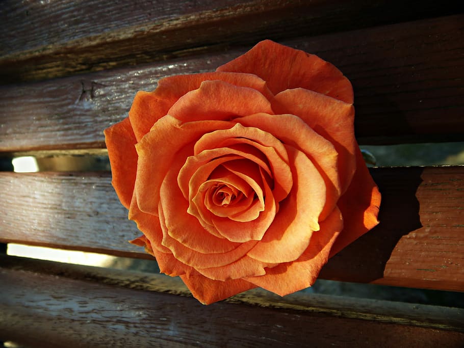 Orange, Reflection, Wood, Petals, rosa, perspective, sunny HD wallpaper