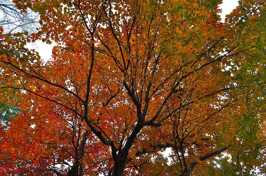 autumn, leaves, fall, tree, fall leaves, colorful, fall colors HD wallpaper
