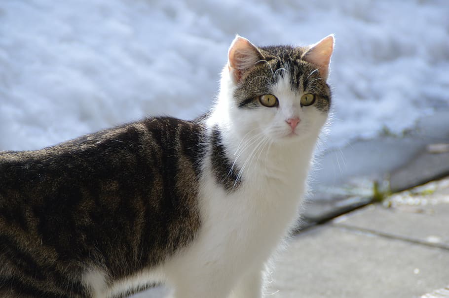 cat, snow, winter, mieze, domestic cat, feline, pets, domestic animals HD wallpaper