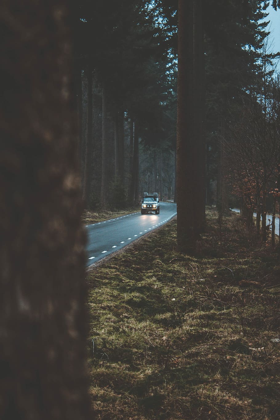vehicle on road in between the trees, white vehicle driving between forest during nighttime
