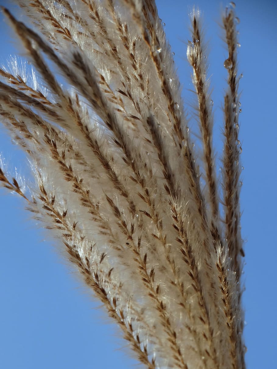 reed, nature, agriculture, wheat, cereal Plant, crop, yellow HD wallpaper