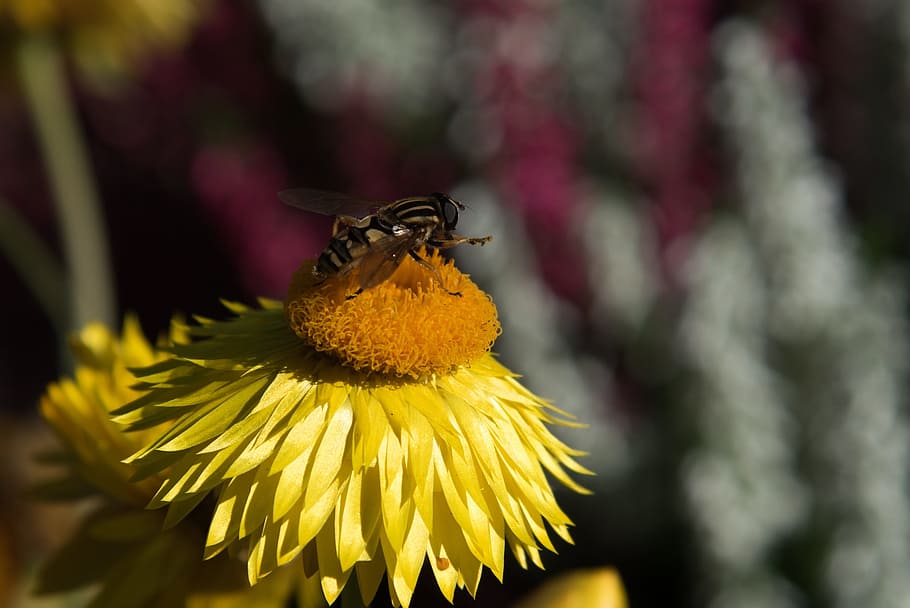 Wasp, Flower, Macro, Bug, Nature, summer, bee, yellow, insect HD wallpaper