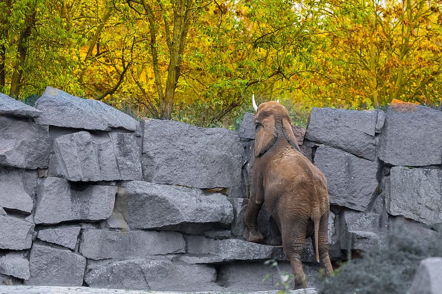 berlin, zoo, elephant, animal, animal themes, mammal, tree HD wallpaper
