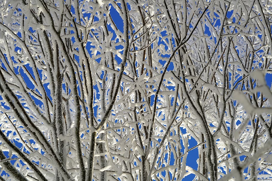 tree, hoarfrost, branch, iced, crystal formation, snowy, eiskristalle HD wallpaper