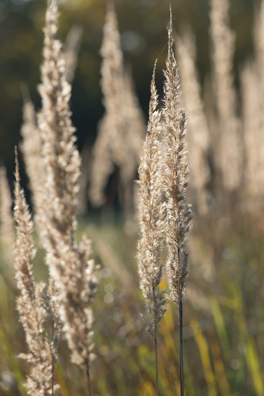 autumn, grass, dry, dry grass, priroda, nature, plant, outdoors, HD wallpaper