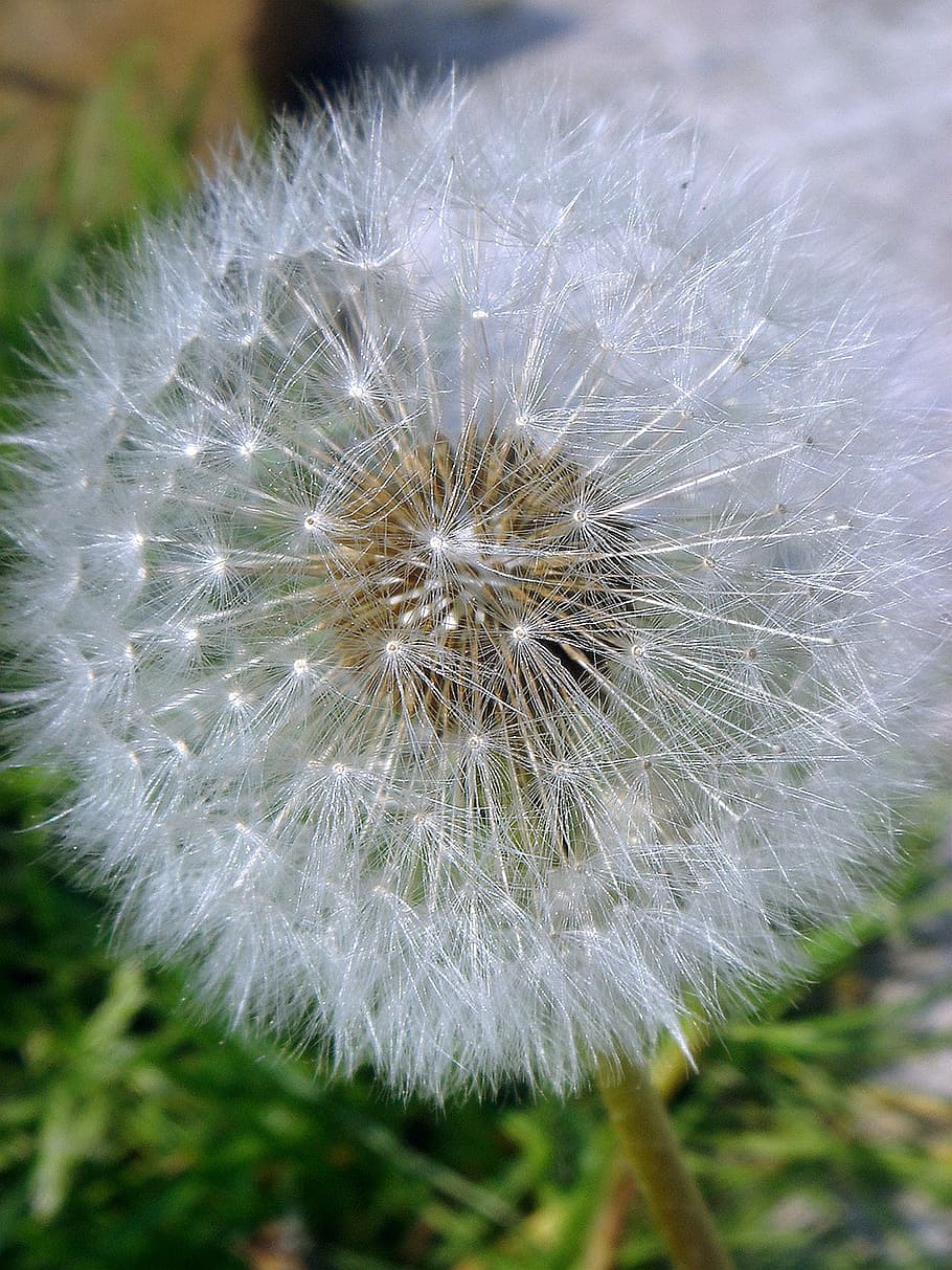 dandelion, fluff, white, flowers, spring, fragility, vulnerability HD wallpaper