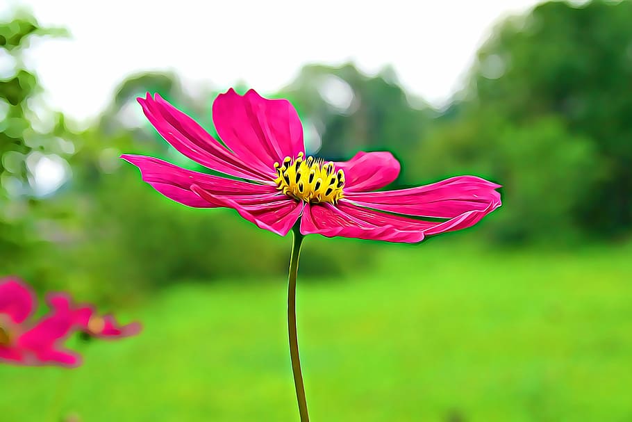 digital, graphics, flower, garden, flowers, nature, plant, pink HD wallpaper