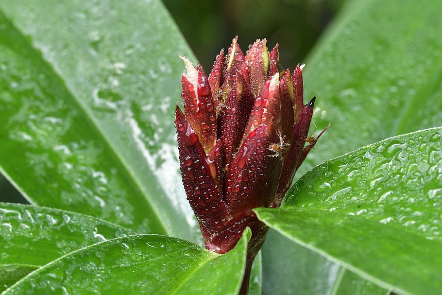 leaf, nature, flora, garden, closeup, plant part, drop, water HD wallpaper