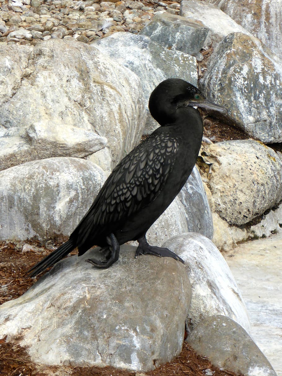 Cormorant, Seabird, Wildlife, black, little black cormorant, HD wallpaper
