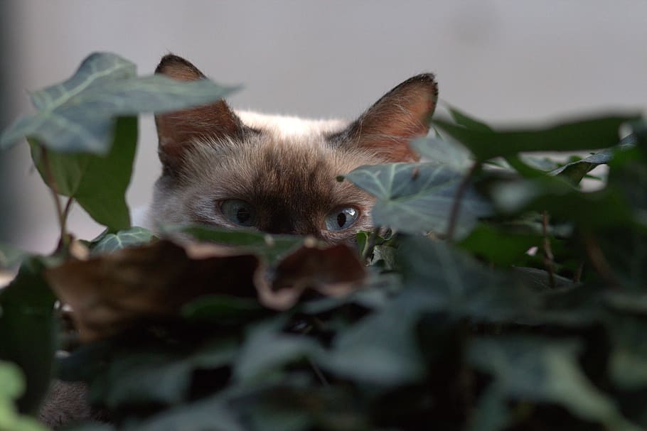 cat, eye, about, hidden, leaves, mammal, one animal, animal themes HD wallpaper