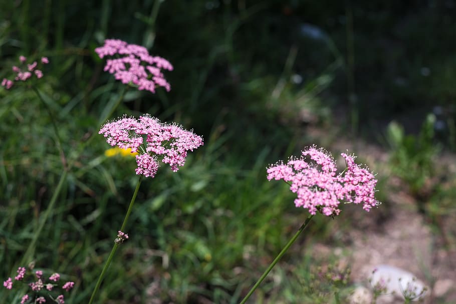 yarrow, blueme, blossom, bloom, pink, achillea millefolium HD wallpaper