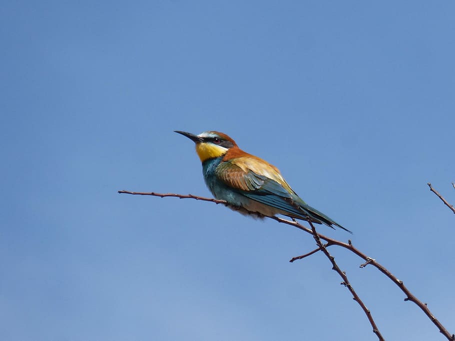 bird, bee-eater, abellerol, merops apiaster, branch, colorful, HD wallpaper