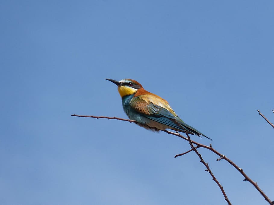 bird, bee-eater, abellerol, merops apiaster, branch, colorful HD wallpaper