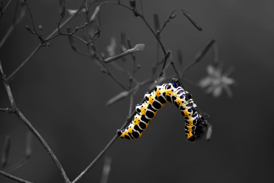 caterpillar, nature, macro, meadow, flower, closeup, animal HD wallpaper