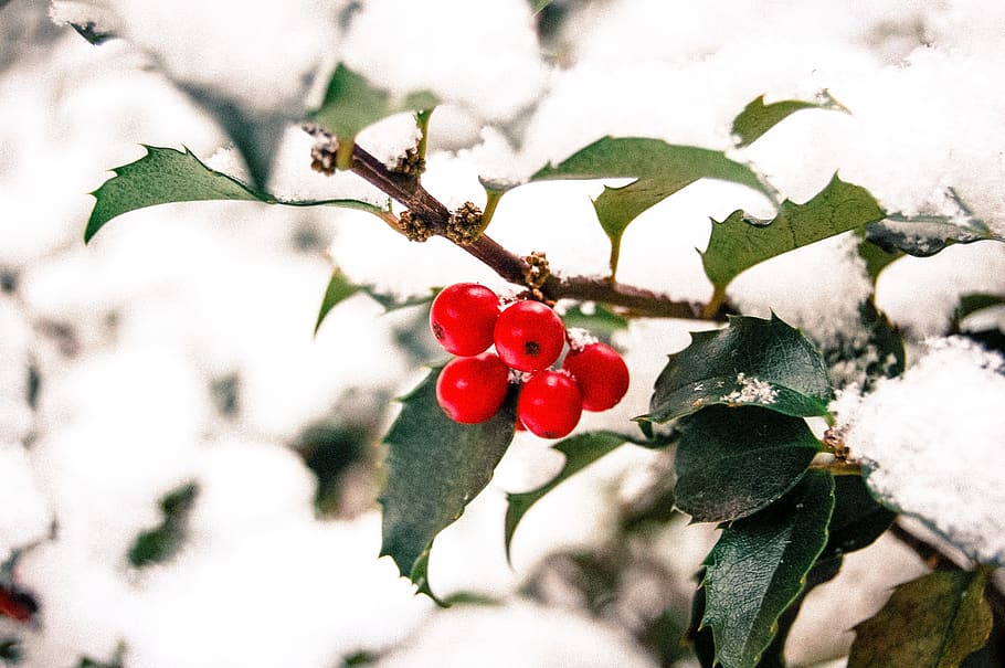 red, fruit, tree, plant, nature, healthy eating, food, food and drink HD wallpaper