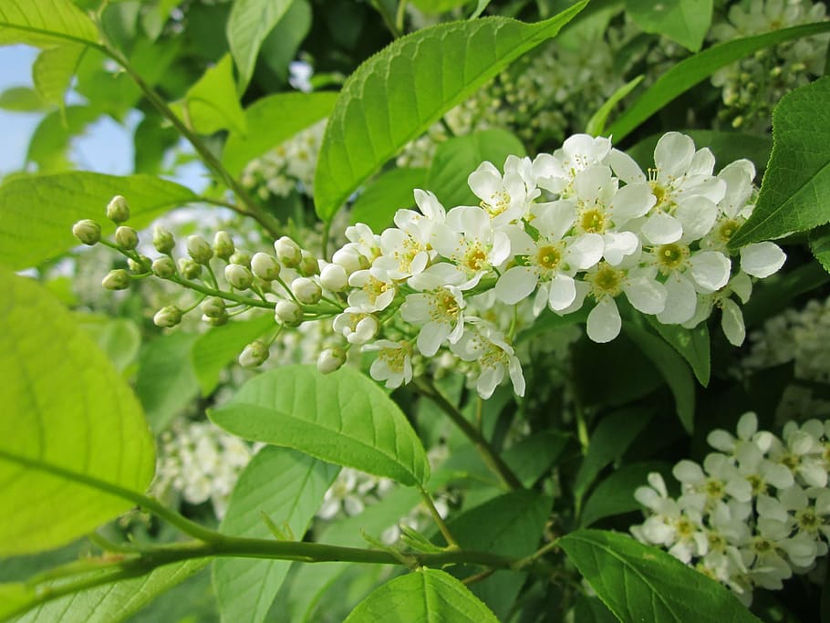 prunus padus, bird cherry, hackberry, tree, shrub, flora, botany HD wallpaper