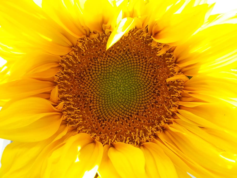 Sunflower, Nature, Mobile, petal, yellow, fragility, flower head HD wallpaper