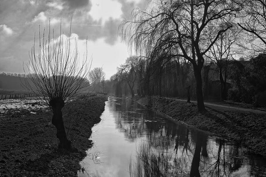 gray scale photo of bare tree, pasture, river, niederrhein, landscape, HD wallpaper