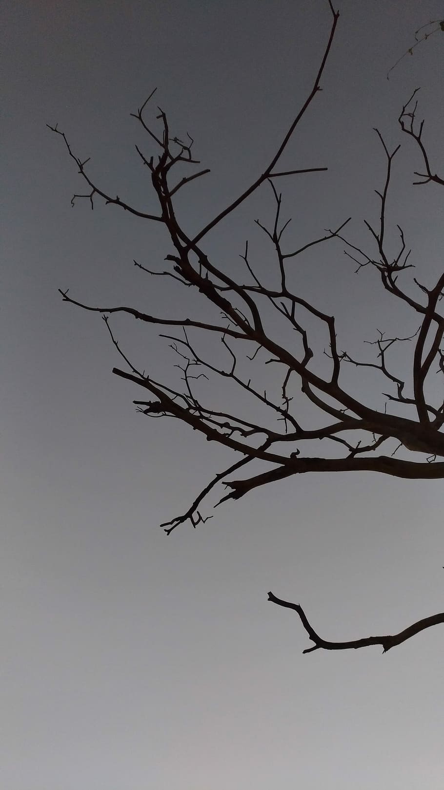 tree branch under gray sky, closeup photography of bare tree HD wallpaper