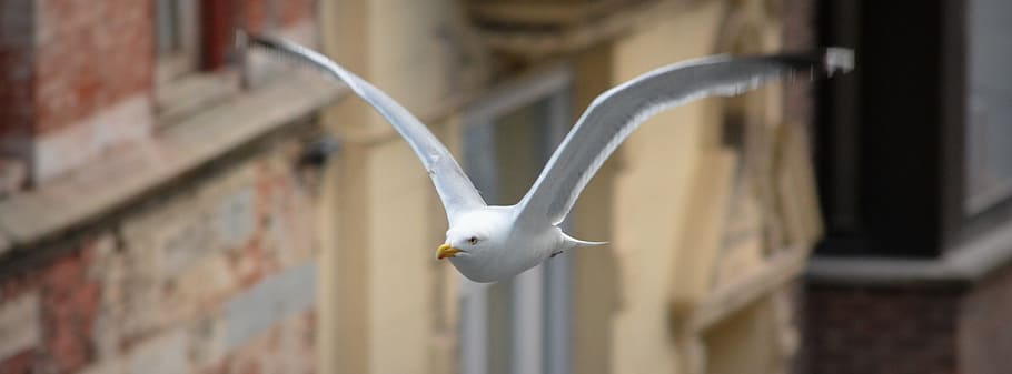 seagull, fly, bird, wings, animal, float, animal themes, flying HD wallpaper