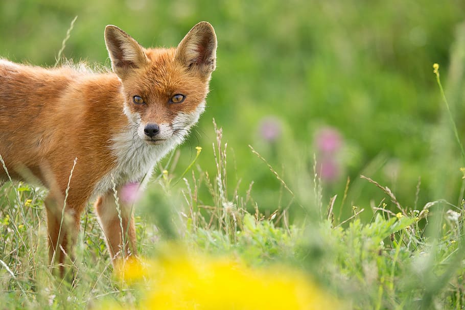 selective focus photography of brown fox on grass, brown fox on grass field HD wallpaper