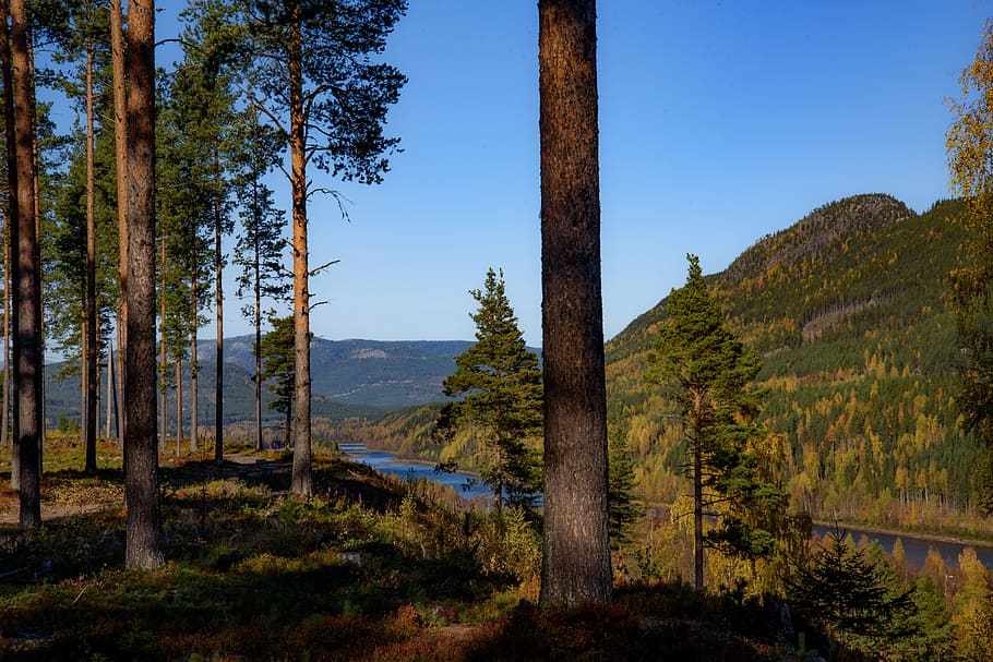 autumn, views, forest, three, blue, river, water, tree, plant HD wallpaper