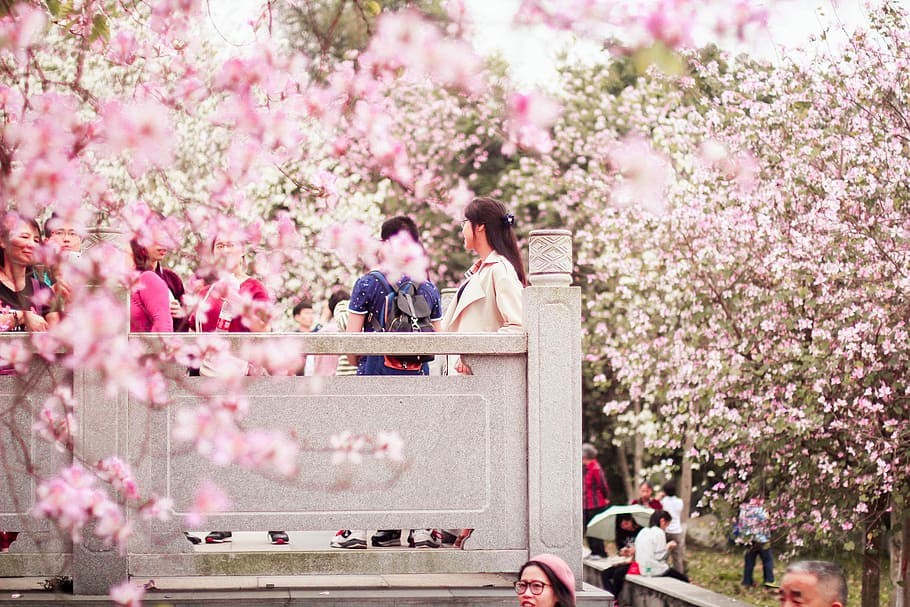 people walking on park with cherry blossom trees at daytime, two person standing on concrete terrace near pink leaf trees HD wallpaper