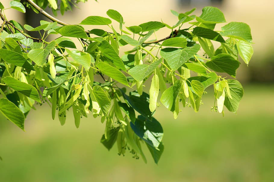 green leaves, lipa, tree, sprig, spring, leaf, nature, landscape HD wallpaper