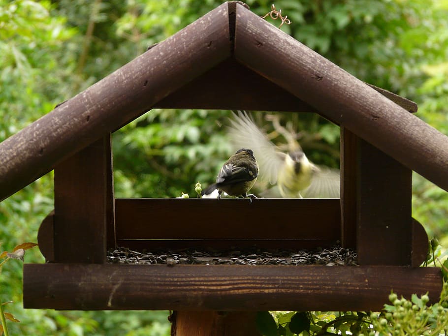 Aviary, Birds, Tit, Landing, approach, feed, wood, one animal HD wallpaper