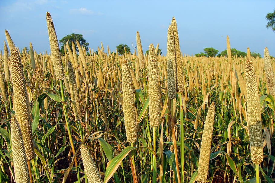 brown wheat field under blue sky, Pearl Millet, Bajra, Cultivation, HD wallpaper